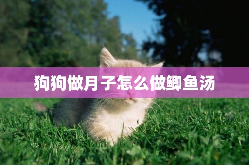 狗狗做月子怎么做鯽魚湯