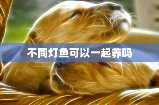 不同燈魚可以一起養嗎