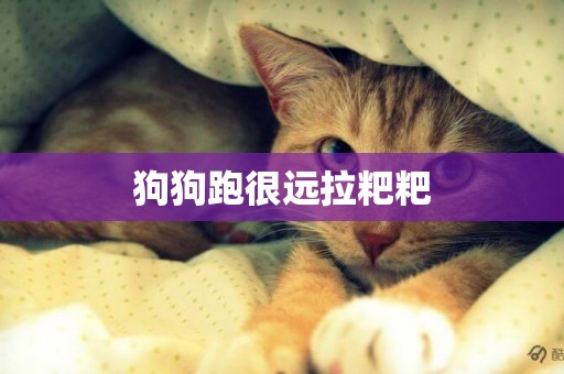 狗狗跑很遠拉粑粑
