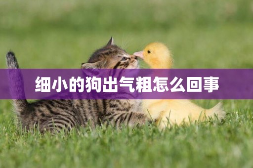細小的狗出氣粗怎么回事