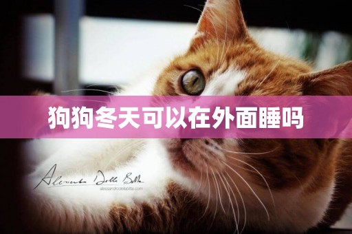 狗狗冬天可以在外面睡嗎