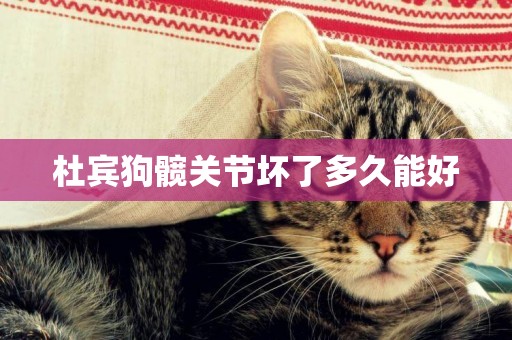 杜賓狗髖關節壞了多久能好