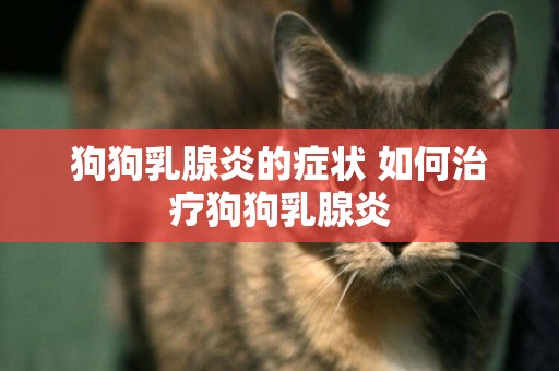 狗狗乳腺炎的癥狀 如何治療狗狗乳腺炎