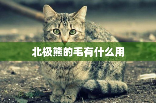 北極熊的毛有什么用