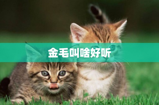 金毛叫啥好聽