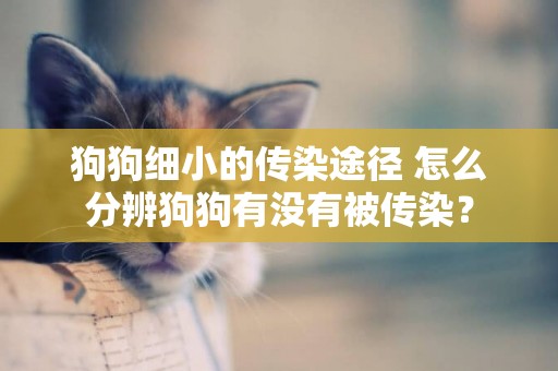 狗狗細小的傳染途徑 怎么分辨狗狗有沒有被傳染？