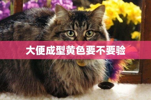 大便成型黃色要不要驗