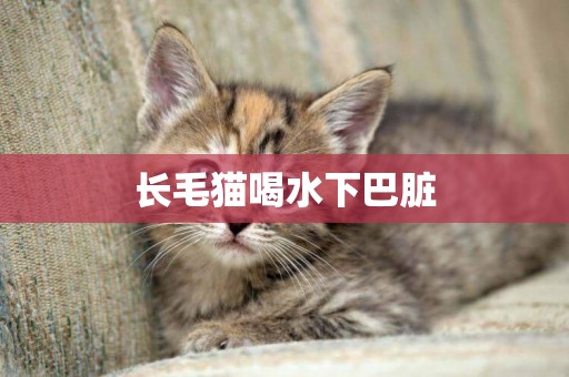 長毛貓喝水下巴臟
