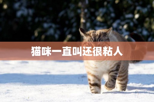 貓咪一直叫還很粘人