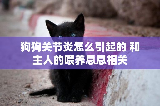 狗狗關節炎怎么引起的 和主人的喂養息息相關