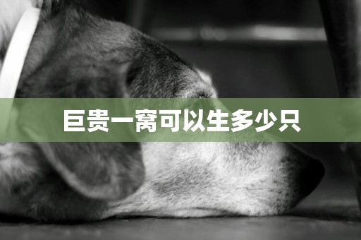 巨貴一窩可以生多少只