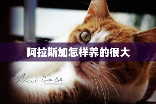 阿拉斯加怎樣養的很大