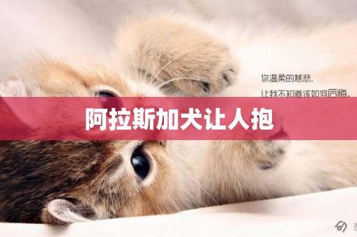 阿拉斯加犬讓人抱