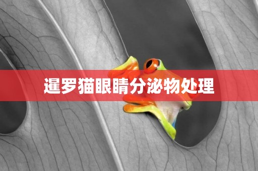暹羅貓眼睛分泌物處理