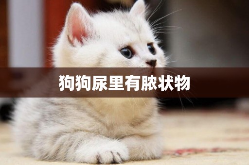狗狗尿里有膿狀物