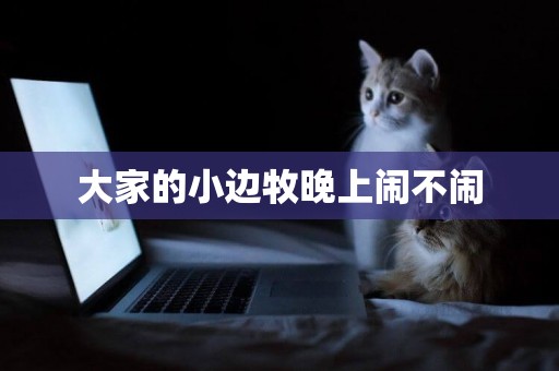 大家的小邊牧晚上鬧不鬧
