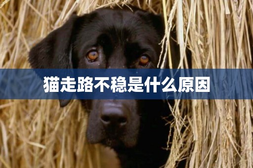 貓走路不穩是什么原因