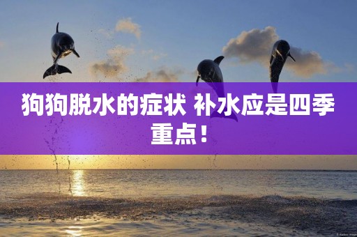 狗狗脫水的癥狀 補水應是四季重點！