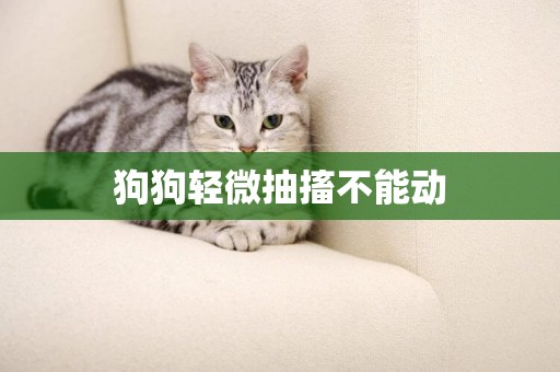 狗狗輕微抽搐不能動