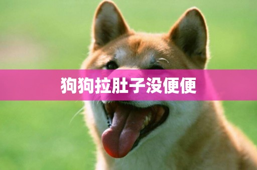 狗狗拉肚子沒便便