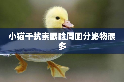 小貓干擾素眼瞼周圍分泌物很多