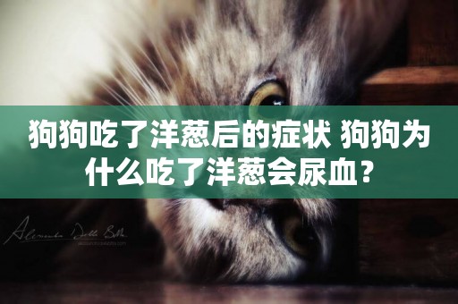 狗狗吃了洋蔥后的癥狀 狗狗為什么吃了洋蔥會尿血？