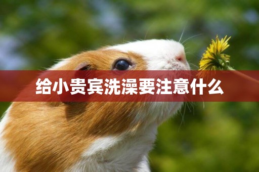 給小貴賓洗澡要注意什么