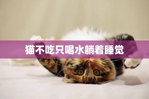 貓不吃只喝水躺著睡覺