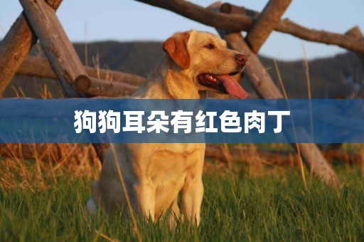 狗狗耳朵有紅色肉丁