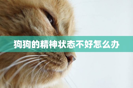 狗狗的精神狀態不好怎么辦