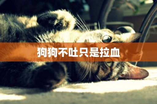 狗狗不吐只是拉血
