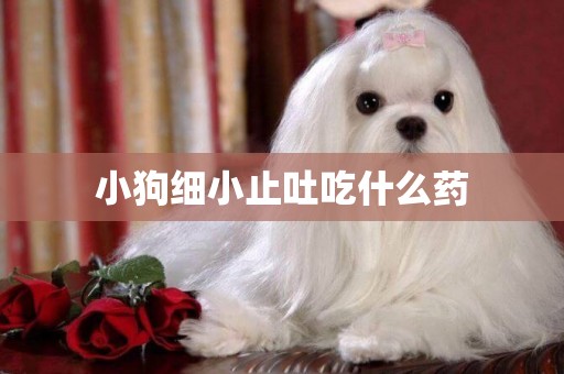 小狗細小止吐吃什么藥