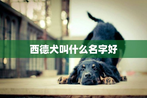 西德犬叫什么名字好