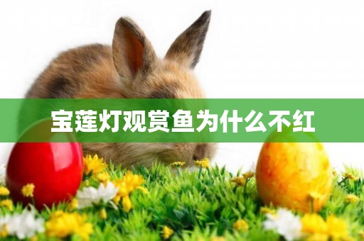 寶蓮燈觀賞魚為什么不紅
