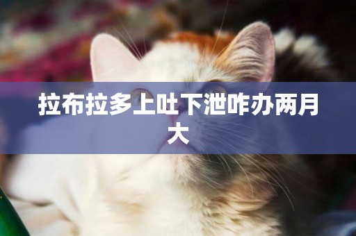 拉布拉多上吐下泄咋辦兩月大