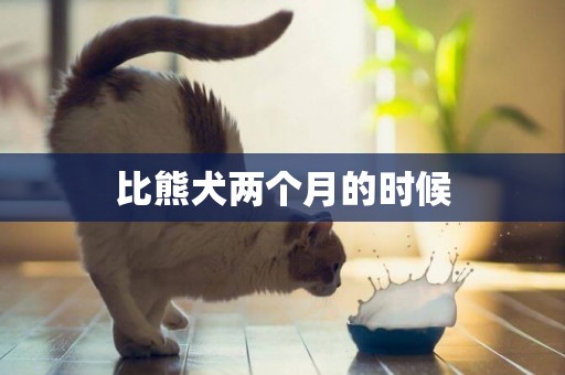 比熊犬兩個月的時候
