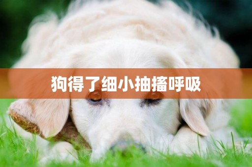 狗得了細小抽搐呼吸