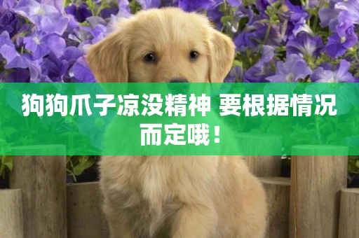 狗狗爪子涼沒精神 要根據情況而定哦！