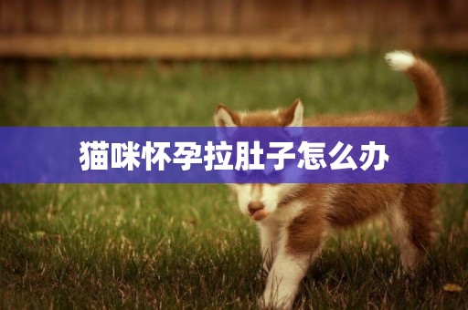 貓咪懷孕拉肚子怎么辦