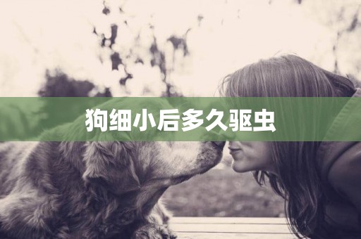 狗細小后多久驅蟲