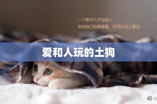 愛和人玩的土狗