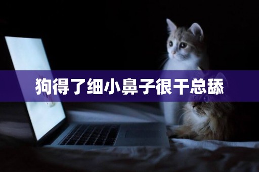狗得了細小鼻子很干總舔