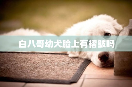 白八哥幼犬臉上有褶皺嗎