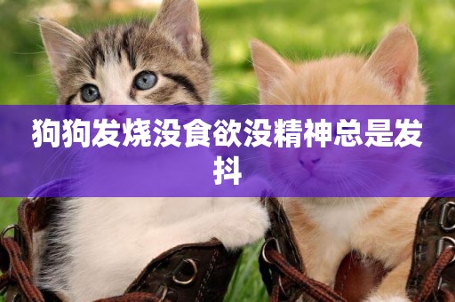 狗狗發燒沒食欲沒精神總是發抖