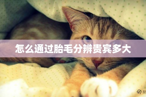 怎么通過胎毛分辨貴賓多大