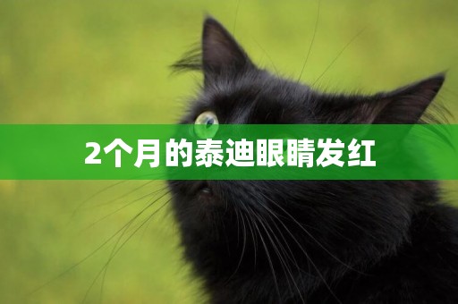 2個月的泰迪眼睛發紅