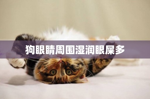 狗眼睛周圍濕潤眼屎多