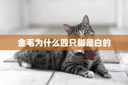 金毛為什么四只腳是白的