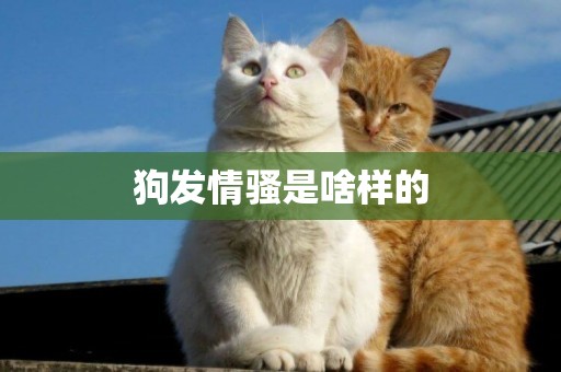狗發情騷是啥樣的