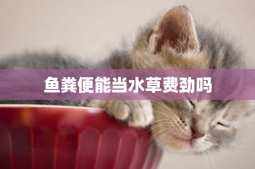魚糞便能當水草費勁嗎
